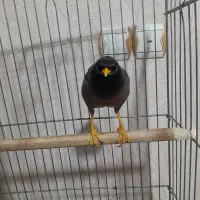 مرغ مینا سخنگو
