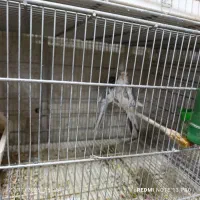 عروس هلندی|پرنده|فشاپویه, |دیوار