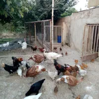 بوقلمون بوربون. مرغ وخروس در نژادهای مختلف|حیوانات مزرعه|گرگان, |دیوار