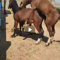 اسب‌ مادیان‌ تمام‌ یورقه|اسب و تجهیزات اسب‌سواری|زنجانرود, |دیوار