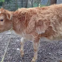 لیشه جنس گاو ورزاکوله