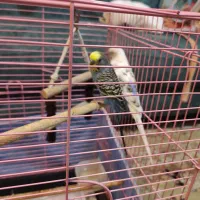 مرغ عشق جفت انگلیسی