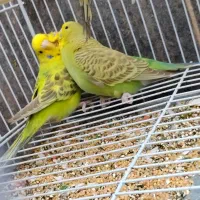 ۶جفت مرغ عشق انگلیسی و جوانه و دو جفت فنچ مولد