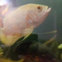 فروش ماهی اسکار|ماهی|شهرضا, |دیوار