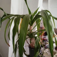 گل اشک ملکه