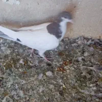 فروش تعدادکبوتر|پرنده|فسا, |دیوار