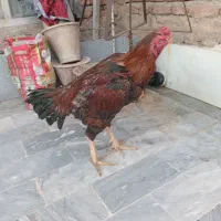 یک عدد خروس و جوجه مرغ ۳ ماهه دختر دلی خان