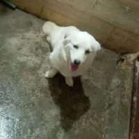 واگذاری سگ نرشیتزو پاکوتاه