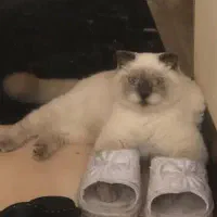 گربه اسکاتیش ماده ۵ ماهه|گربه|یزد, |دیوار