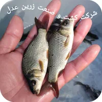 بچه ماهی کپور طلائی