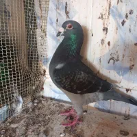 چاپی نر ذات فولاد