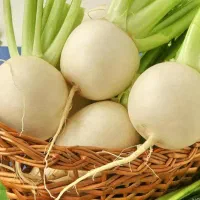 فروش شلغم درجه یک شیرین