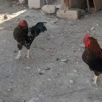 خروس|حیوانات مزرعه|بجنورد, |دیوار
