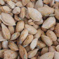 بادام فقط کلی