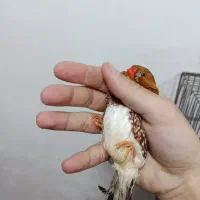 فنچ هاف اورنج انگلیسی