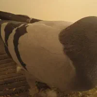 کبوتر پلاکی