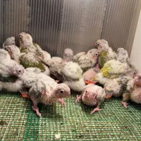 گرینچیک آناناسی و امریکن دایلوت