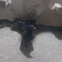 ۲ عدد کبوتر‌صید پرشی