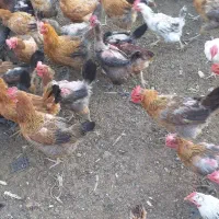 مرغ و خروس، جوجه رسمی جوجه لاری|حیوانات مزرعه|رباط‌کریم, پرندک|دیوار