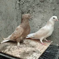 کبوتر گره و نقش|پرنده|میناب, |دیوار