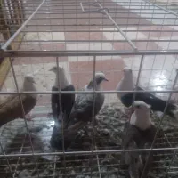 کبوتر کلاغ ماده