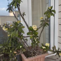 فروش گل|گل و گیاه طبیعی|مشگین شهر, |دیوار