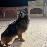 سگ ژرمن اصیل