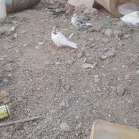 سلام عشق بازای عزیز اینا باخت  رفتن