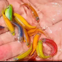 ماهی زینتی|ماهی|سبزوار, پیام|دیوار