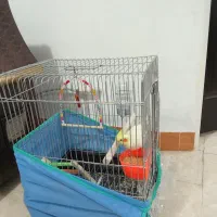 عروس هلندی لوتینو نر