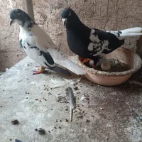 کفتر شامی ابلغ