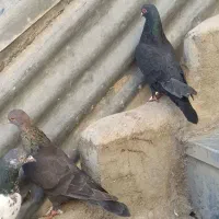 کفتر|پرنده|ایذه, |دیوار