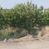 مزرعه-پسته-سند-6دانگ