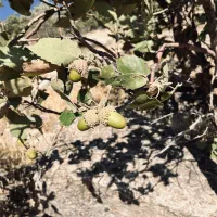 باغبانی و جابجایی وسایل سنگین