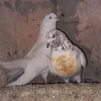 کبوتر بدرد بخور