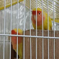 طوطی برزیلی یک جفت|پرنده|زنجان, |دیوار