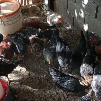 مرغ وخروس