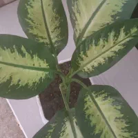 گل دیفن باخیا