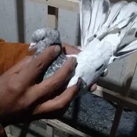 کبوتر پرشی