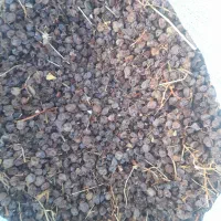 آفتابی ۳۰ کیلو  واسه امسال