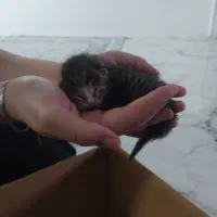 گربه کوچولو رایگان