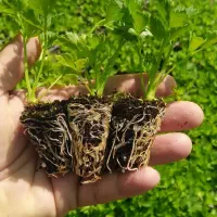 تولید انواع نشا فزا باز|گل و گیاه طبیعی|شهرضا, |دیوار