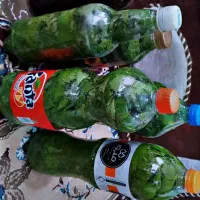 برگ دلمه