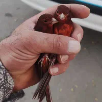 جفت سوخته سرخ و سهره چونه خطی