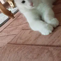 گربه آنکار چشم تا به تا