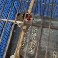 سهره رام نر|پرنده|ماکو, |دیوار