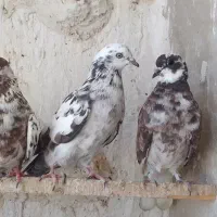 کبوتر سوسی
