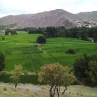 گردو تکانی ب صورت نصف