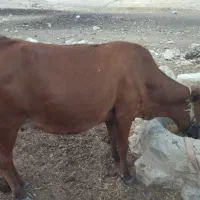 گاو بیست روز تلقیح قیمت 65میلیون