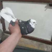 ۶تا کفتر غریب گیری خوب